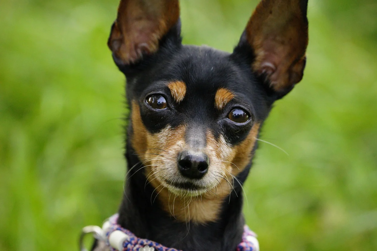 반려견이 죽는 꿈 해몽, 꿈 풀이(+자세한 해석)이미지