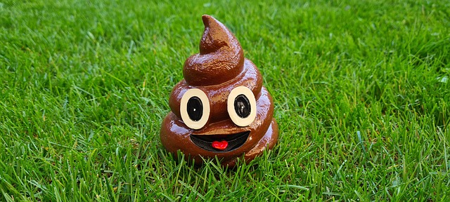 똥 꿈 해몽, 똥이 나오는 다양한 꿈 풀이(+ 자세한 해석)이미지