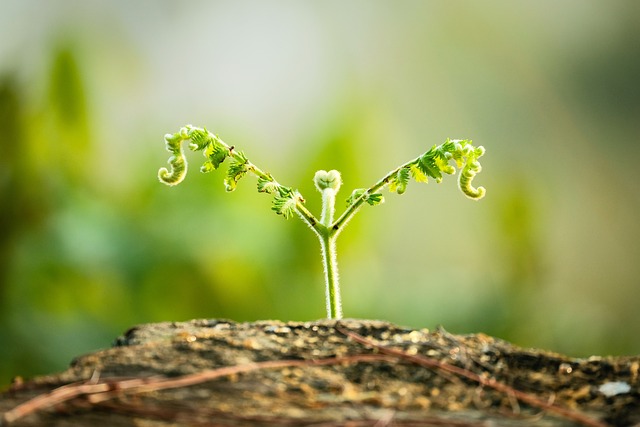 나무에 싹트는 꿈 해몽, 자세한 꿈 풀이이미지