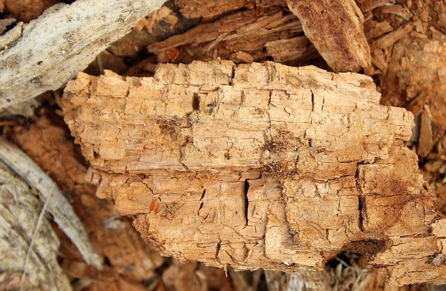 썩은 나무가 부러지는 꿈에 대한 해몽과 꿈 풀이이미지